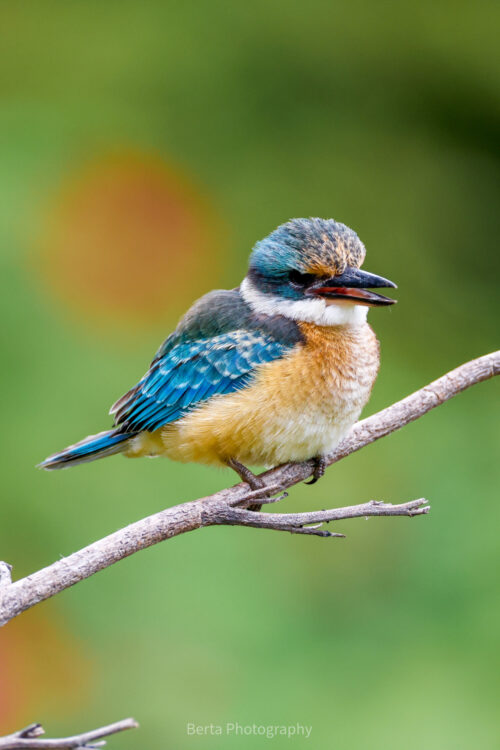 Sacred kingfisher