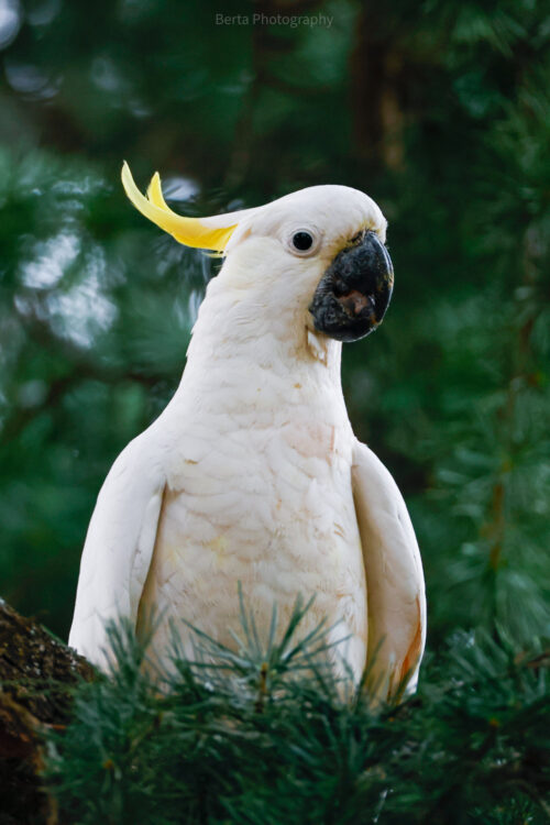 Sulphur crested cockatoo