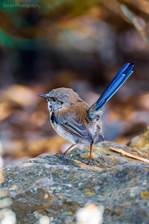 Superb fairywren male