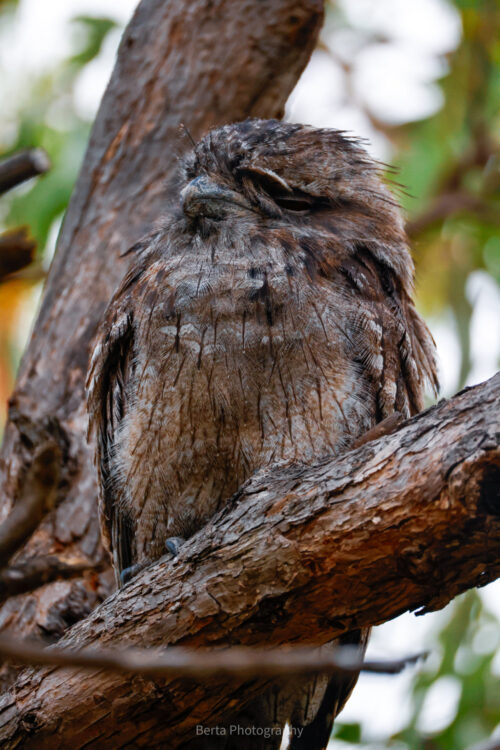 Tawny frogmouth