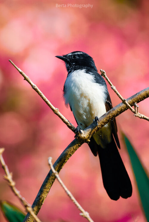 Willie wagtail