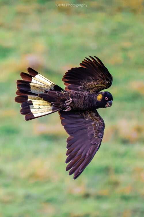 Yellow tailed black cockatoo
