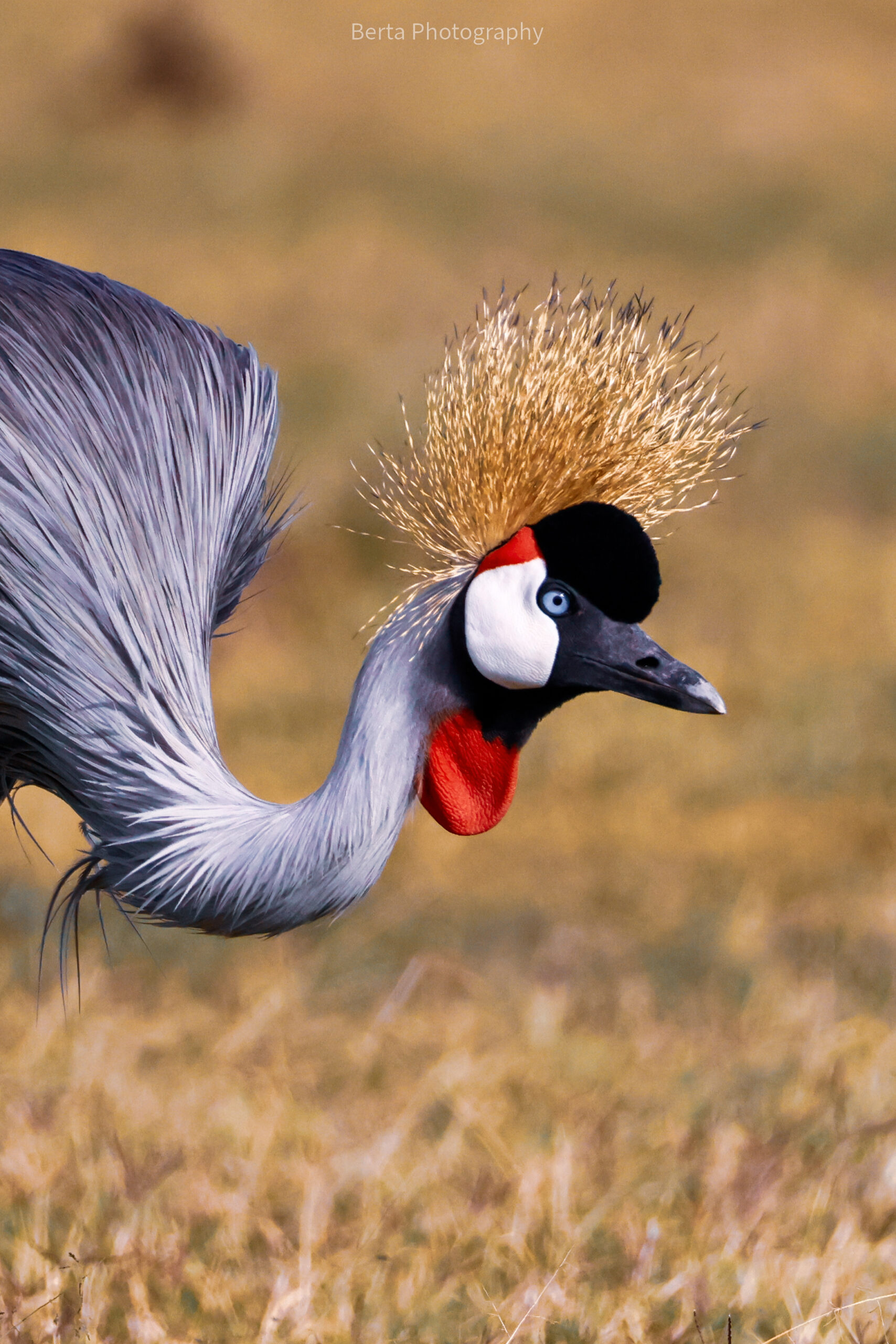 Crowned crane scaled